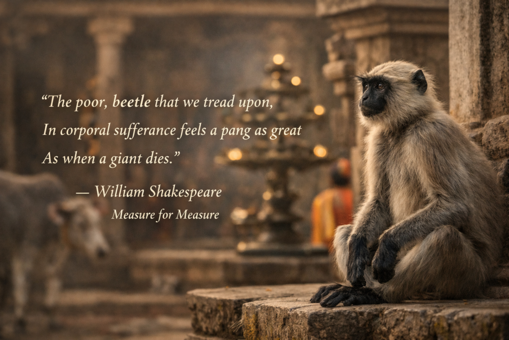 A gray Hanuman langur sits on a weathered stone ledge inside an ancient Indian temple, warm lamplight and soft bokeh glowing behind it, while an overlaid quote reads: “The poor beetle that we tread upon, / In corporal sufferance feels a pang as great / As when a giant dies.” — William Shakespeare, Measure for Measure.