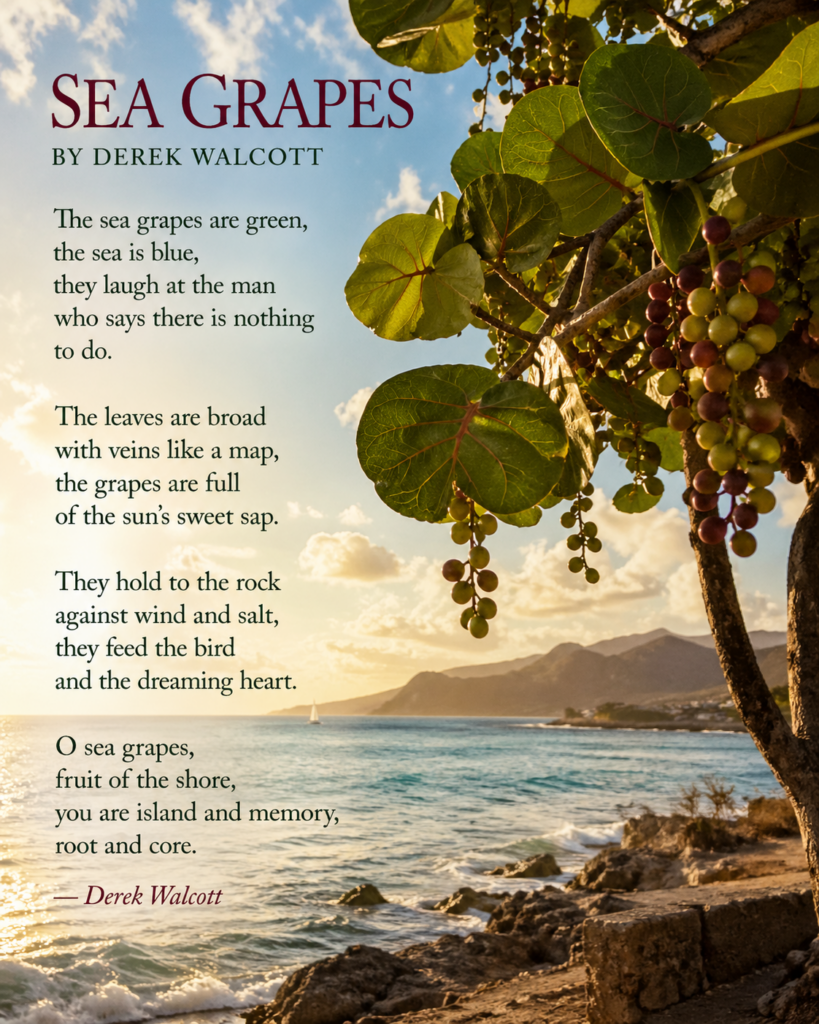 A sunlit tropical shoreline stretches beneath a soft blue sky, with gentle waves meeting a rocky coast. In the foreground, a sea grape tree leans into the frame, its broad green leaves veined like maps and clusters of ripening grapes hanging in shades of green and deep purple. Warm golden light filters through the leaves, casting a calm, reflective glow across the water and distant hills. Overlaid on the image is an excerpt from Derek Walcott’s Sea Grapes in elegant serif text, evoking themes of memory, island identity, and the enduring bond between land and sea.